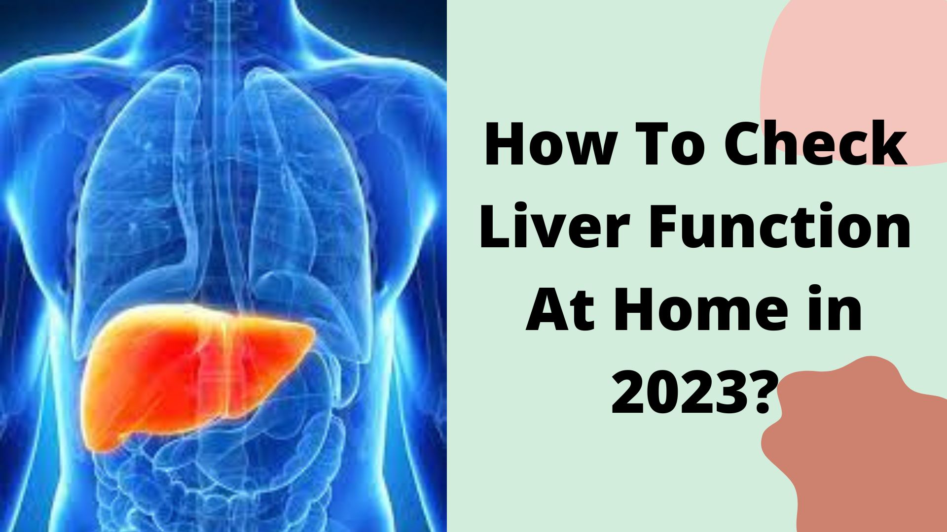 how-to-check-liver-function-at-home-in-2023