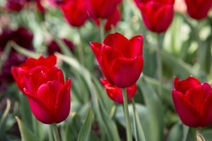 Red Tulips 