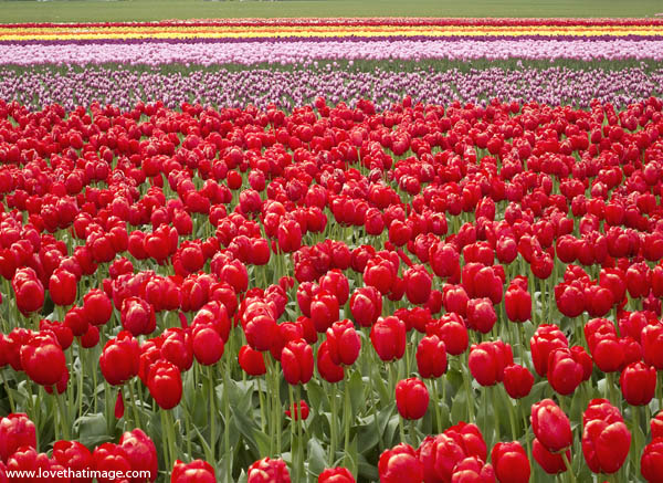 Red Tulips